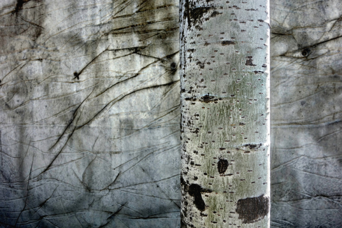Marion Kieft - Urban tree 3, 2017 - fotoprint op aluminium/dibond